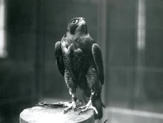 Ein Wanderfalke im Londoner Zoo, Januar 1922